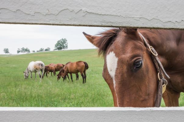 Horse Country Guide 2