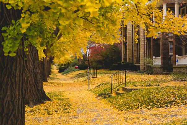 Catalpha-Street-Fall-1sm