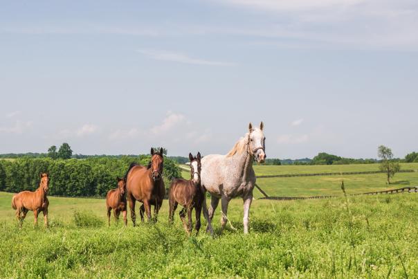 Darby-Dan-Horse-Country