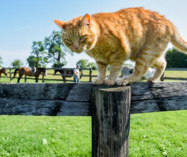 Cat and Horses at Masterson Station