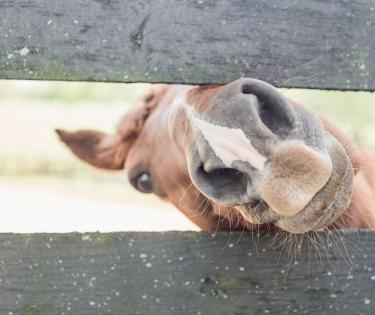 Unbridled Horse Tours