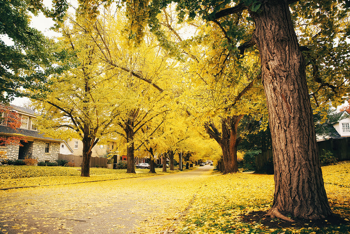 Fall Trees