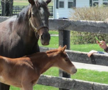 Thoroughbred Heritage Horse Farm Tours