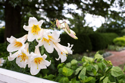 A beautiful flower on a tree at the Kentucky Arboretum.