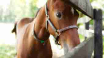 Baby horse looking through fence at Gainsway Farm