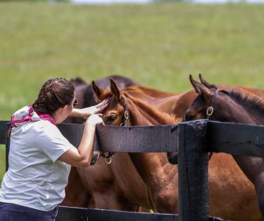 Horse Country tour at Airdrie Stud
