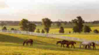 Horses