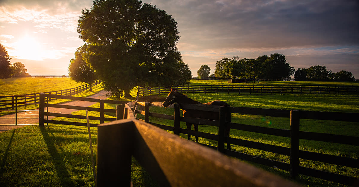 Horses