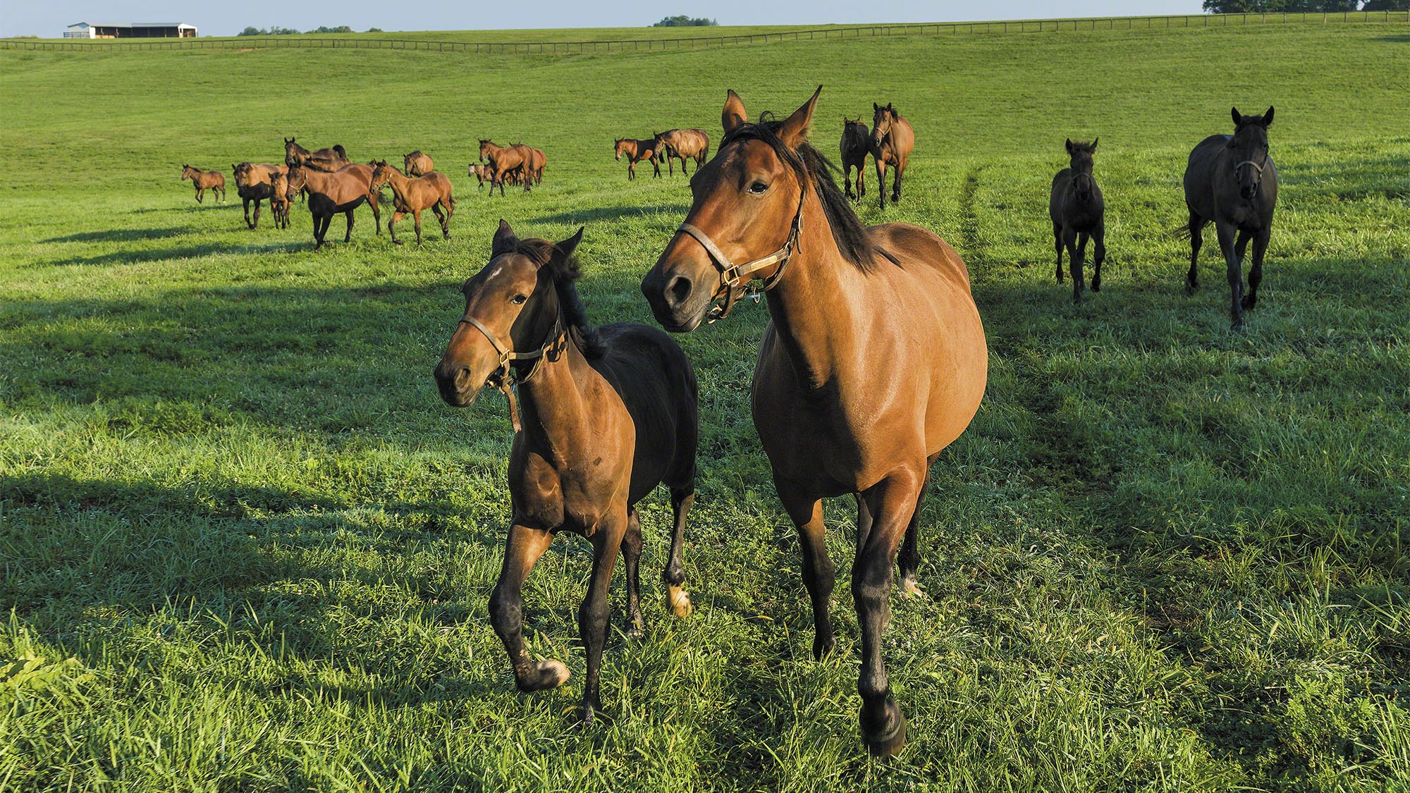 Horses_running1220171sm