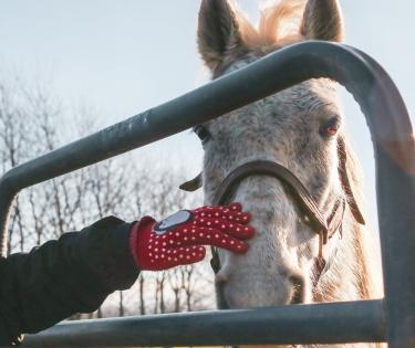 Ky Equine Adoption Ctr