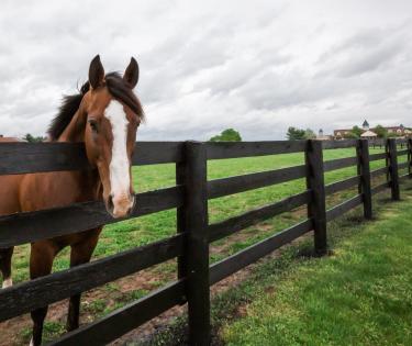 Lane's End Horse