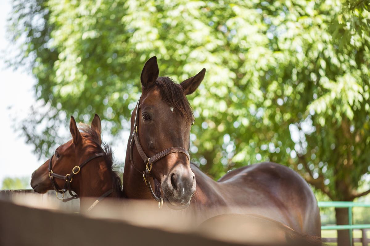Pretty Horses