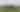 Horses grazing in a green field