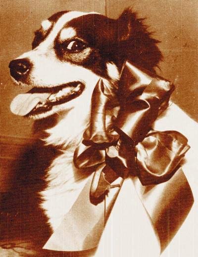 Smiley Pete, 'Lexington's dog' with a bow around his neck.