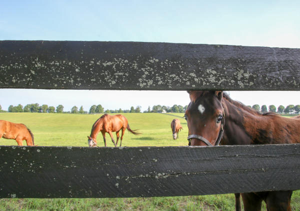 Tour a Horse Farm