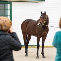 visit horse country-Instagram 2