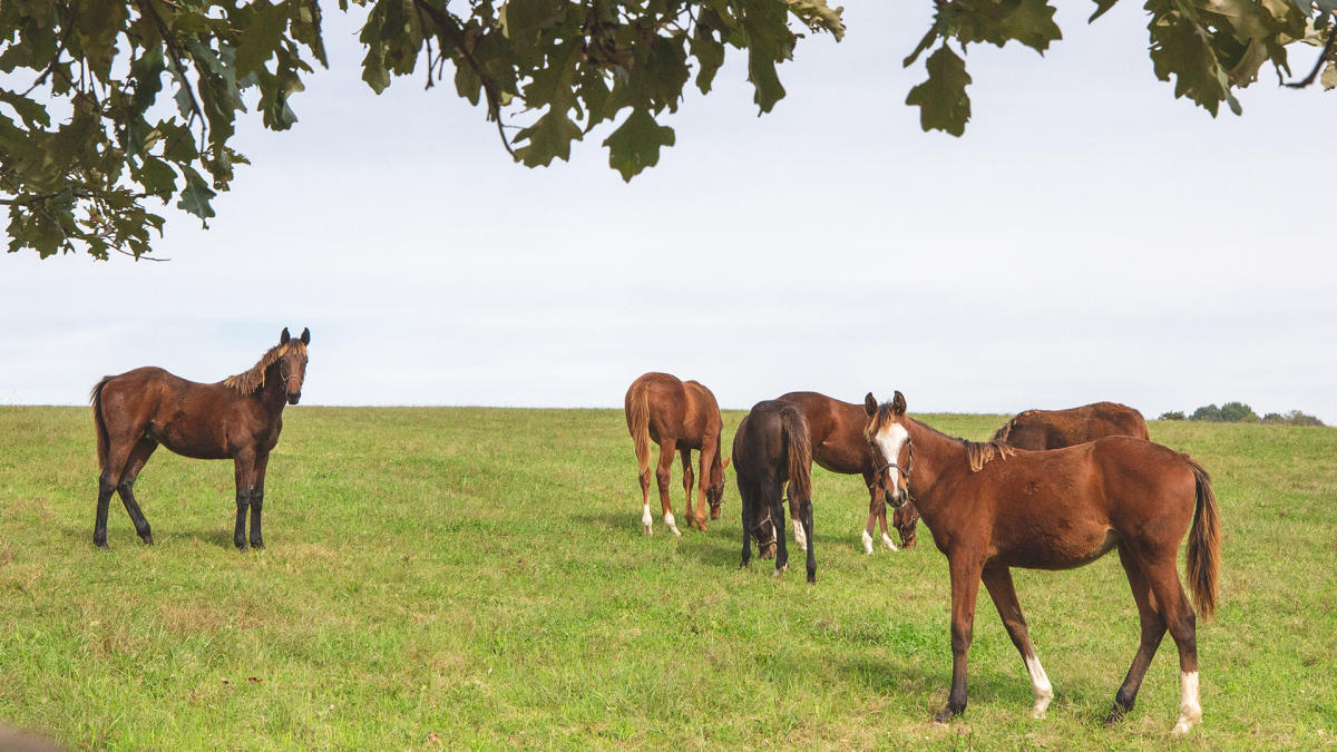 Horses Background Full Size