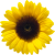 Hidden Disabilities Sunflower